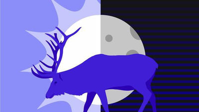 Are Deer Nocturnal or Diurnal?