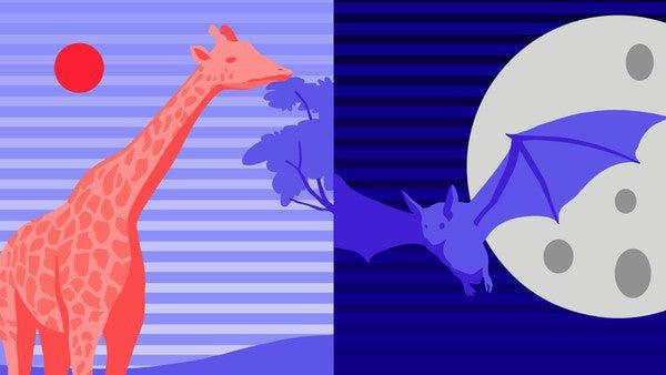 Diurnal vs Nocturnal Animals-Manta Sleep