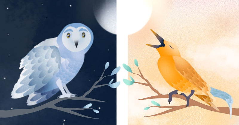 How You (A Night Owl) Can Survive in an Early Bird's World-Manta Sleep